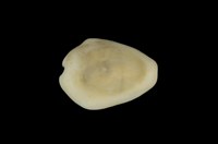 藏品(黃寶螺)的圖片